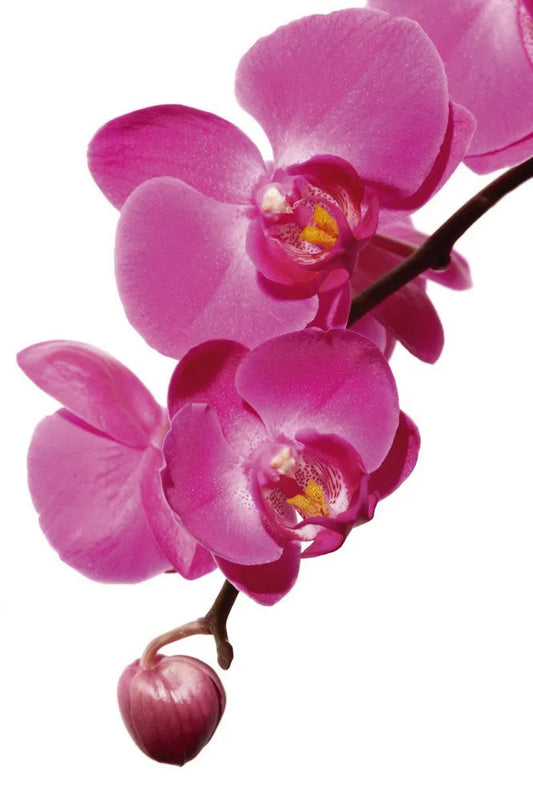 Orchid