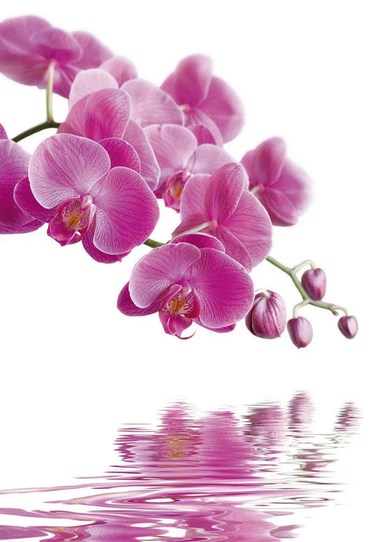 Orchid