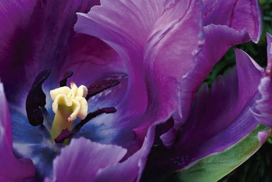 Tulip