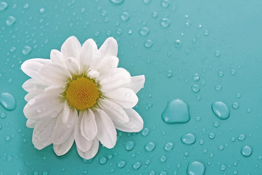 Camomile