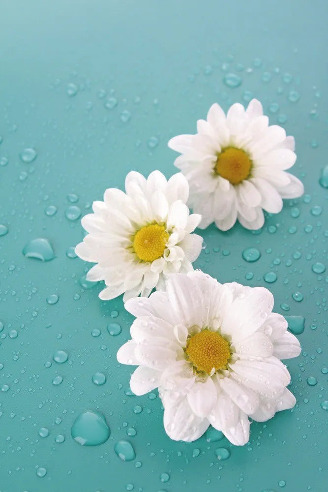 Camomiles