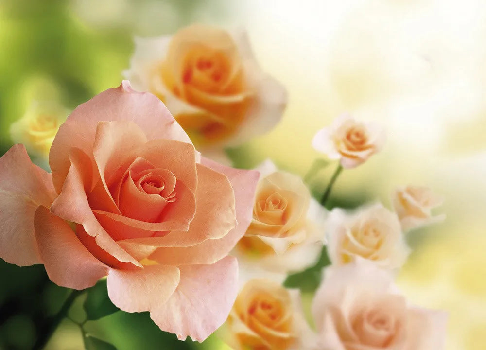 Roses
