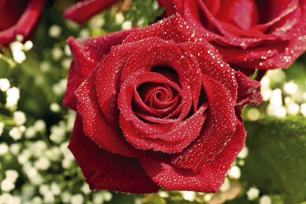 Roses