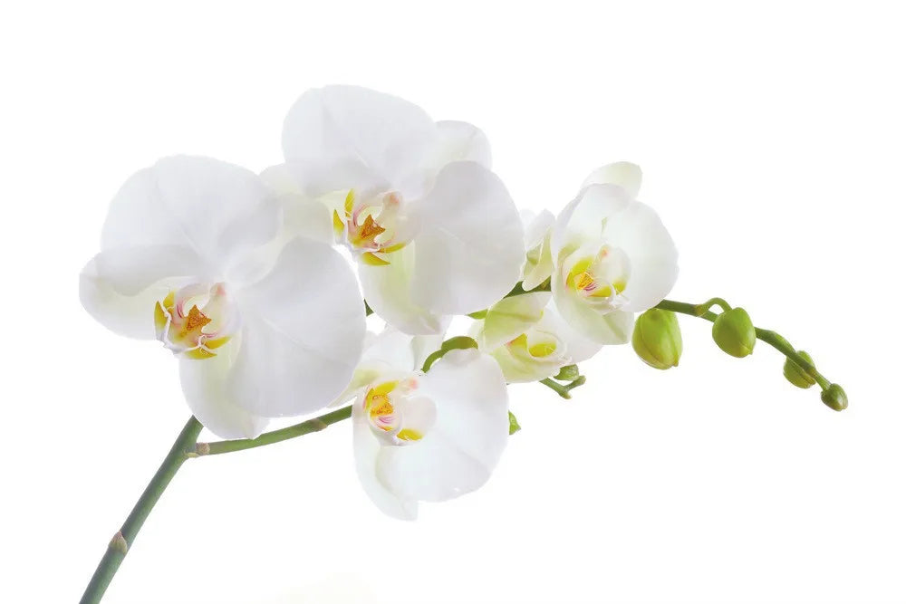 Orchid