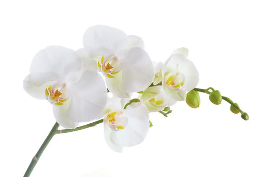 Orchid