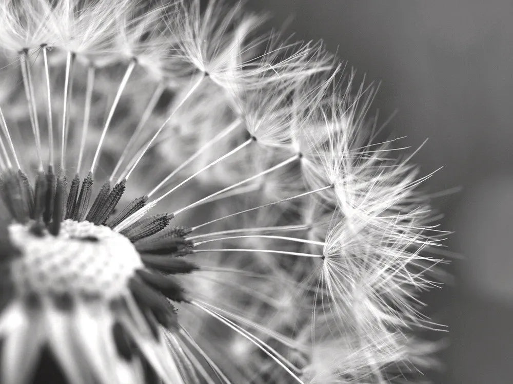 Dandelion