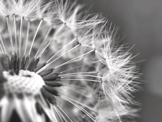 Dandelion