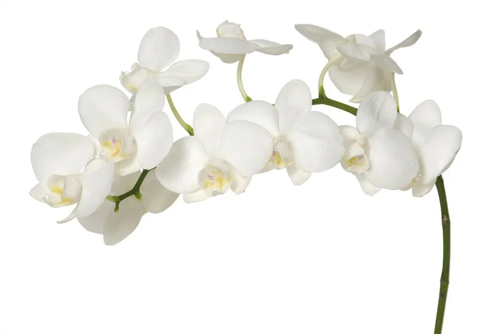 White Orchid