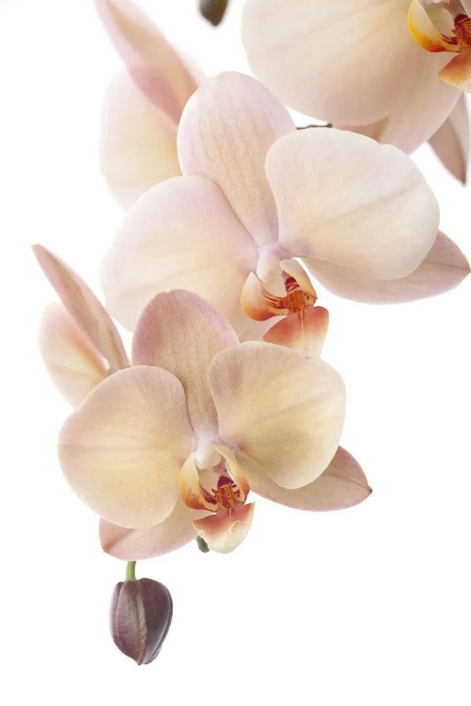 Orchid