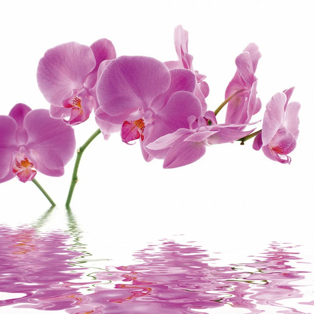 Orchid