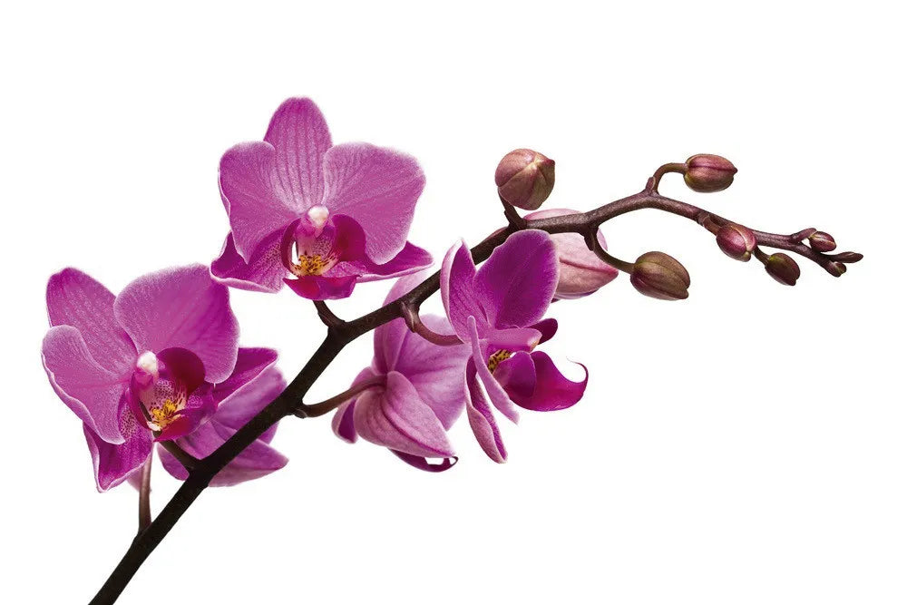 Orchid