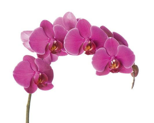 Orchid