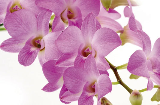Orchid