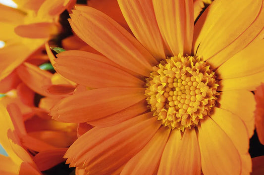 Gerbera