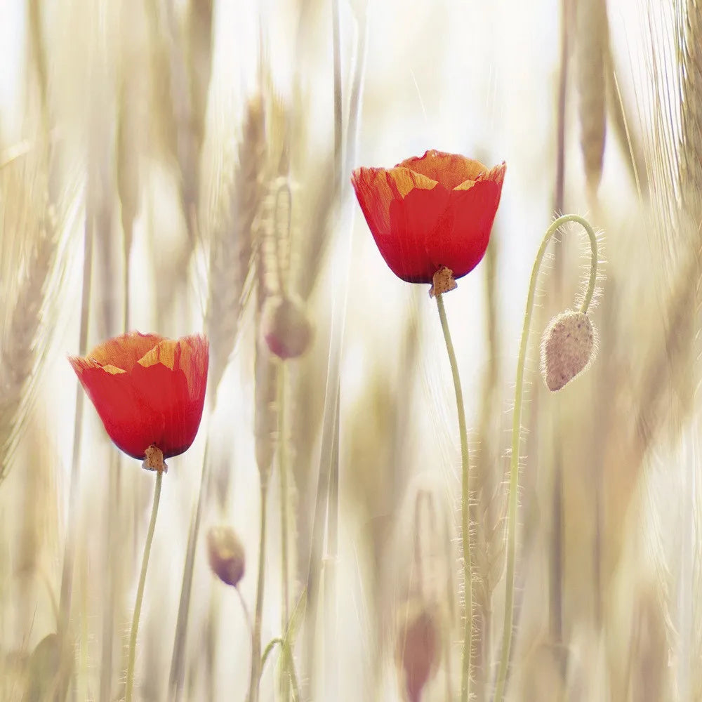Poppies