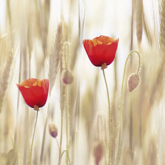 Poppies