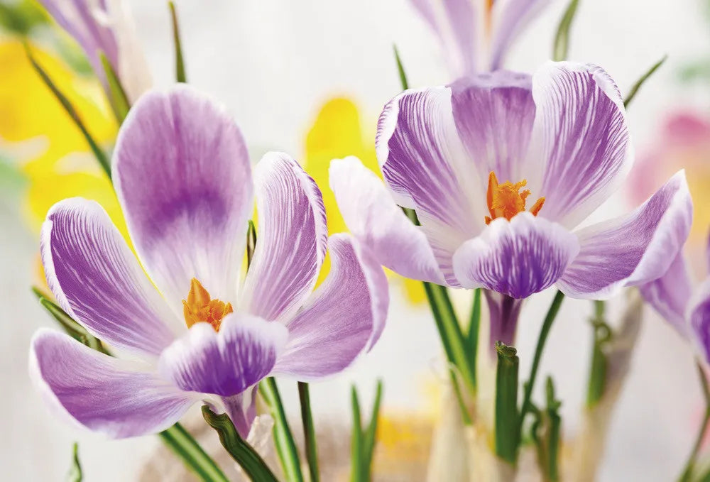 Crocus