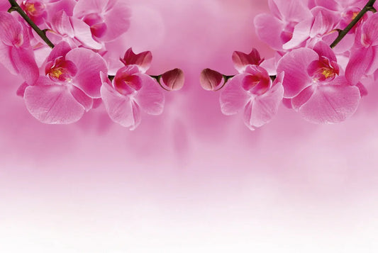 Orchid