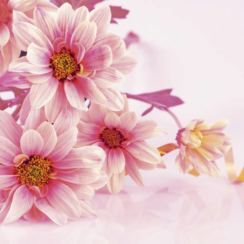 Daisies