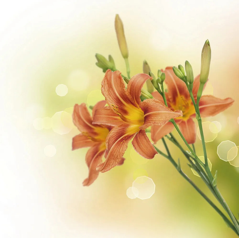 Lilies