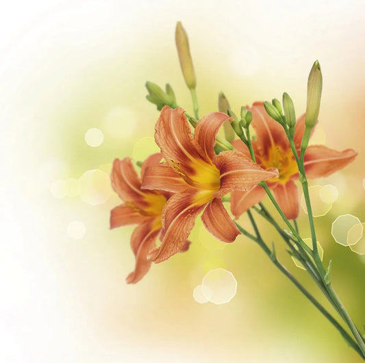 Lilies