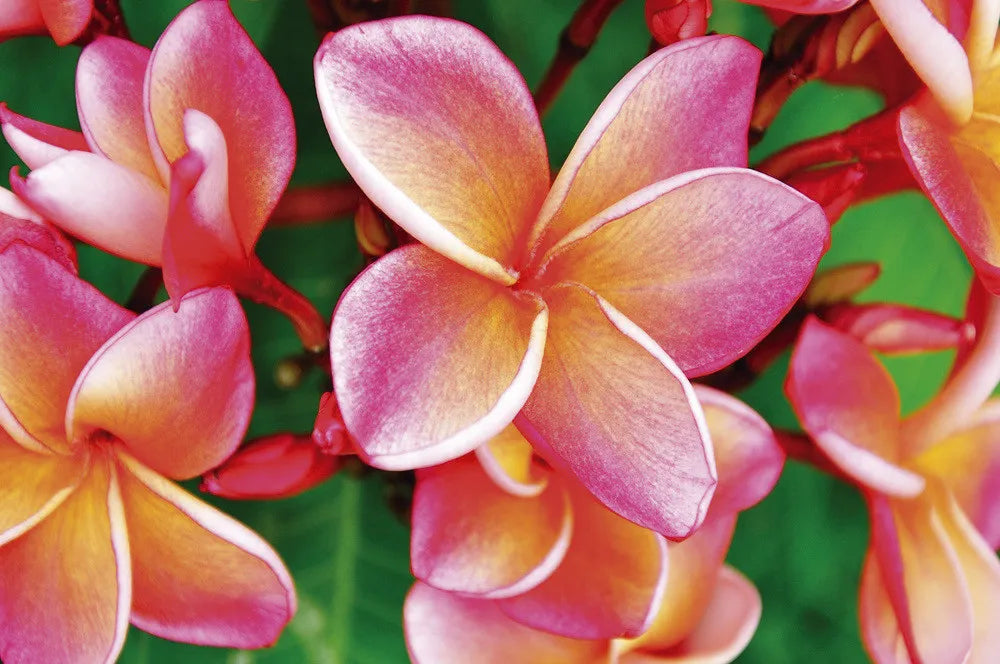 Plumeria