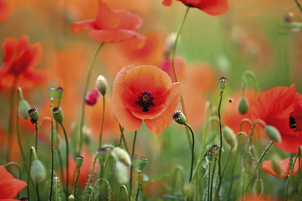 Poppy field