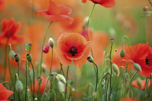 Poppy field