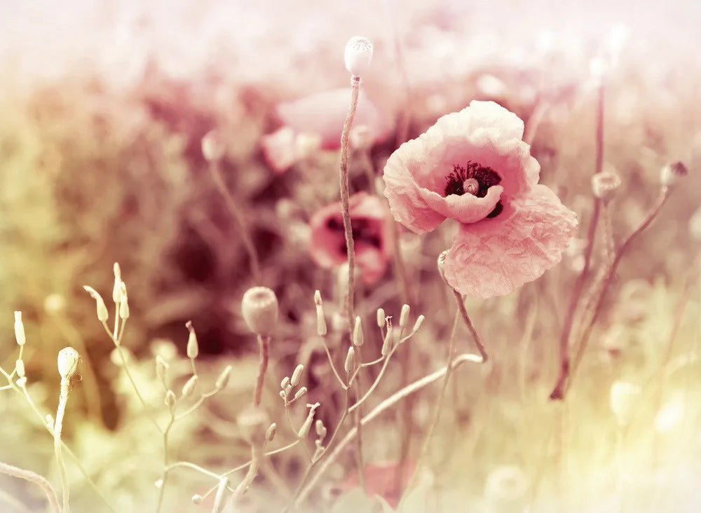 Poppy