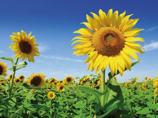 Sunflowers
