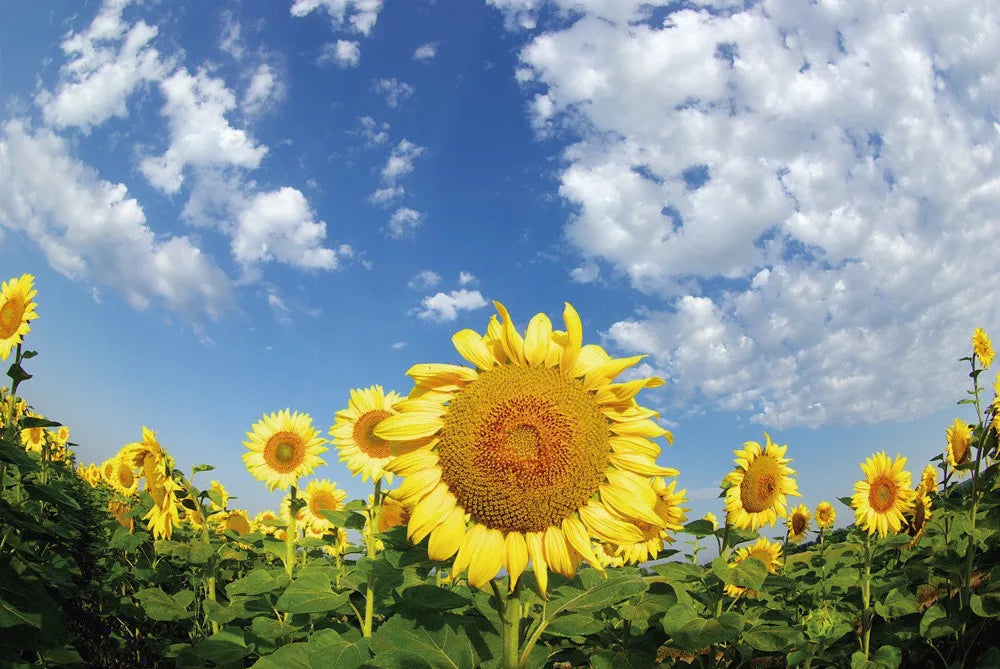 Sunflowers