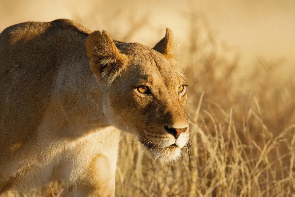 Lioness