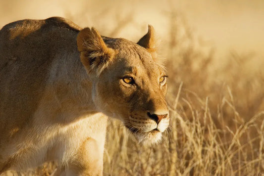 Lioness