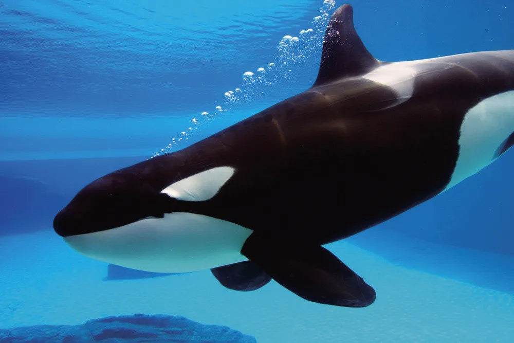 Killer whale