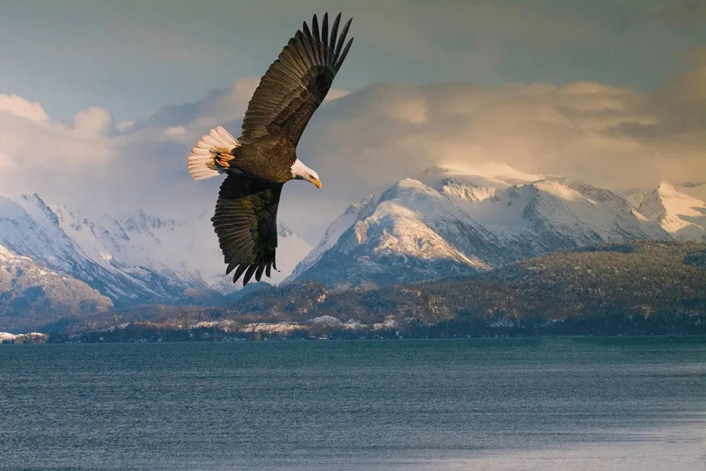 Eagle