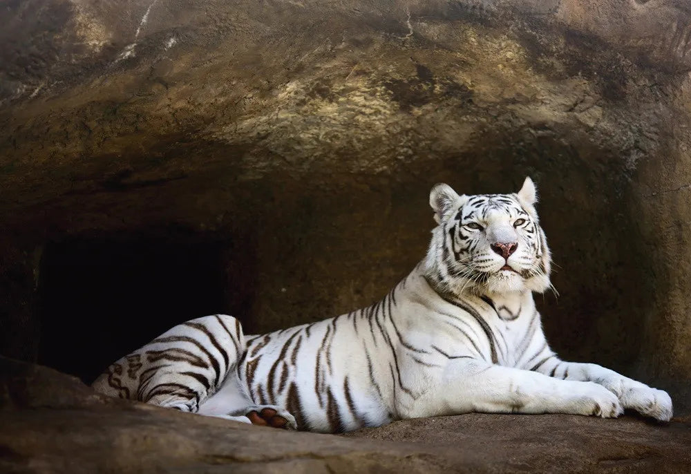 White tiger