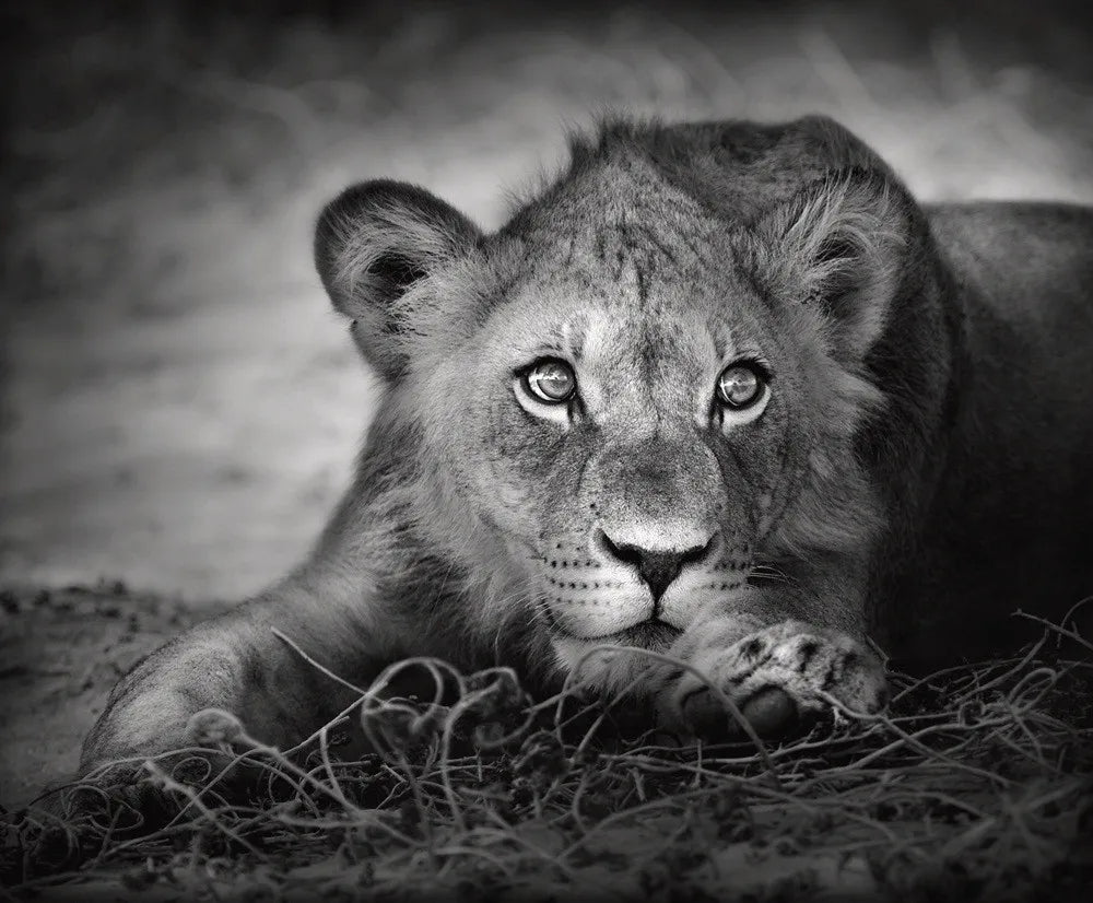 Lioness