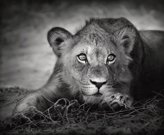 Lioness