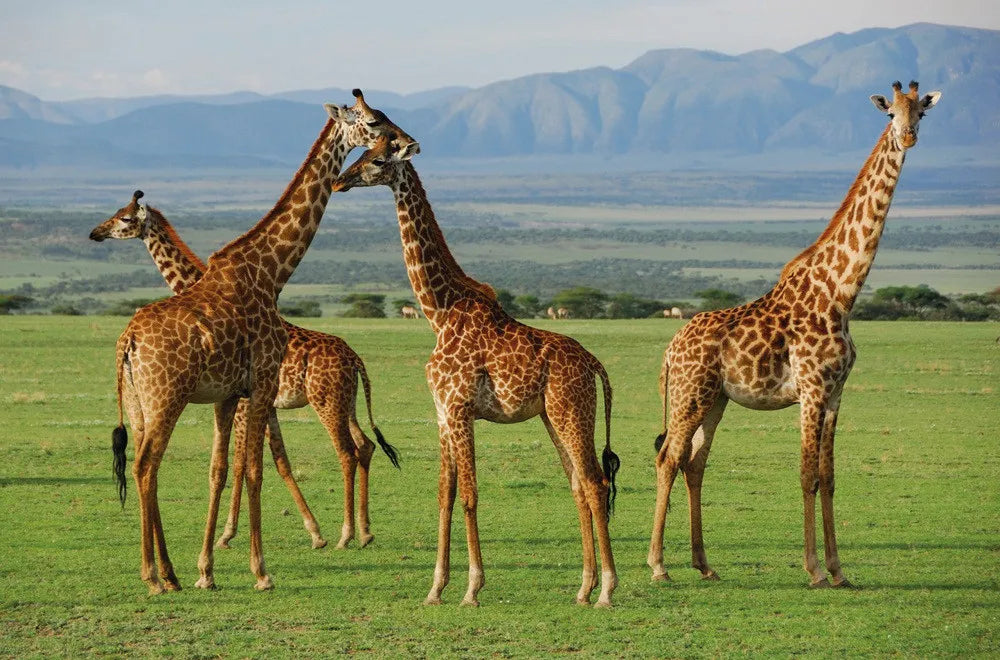 Giraffes