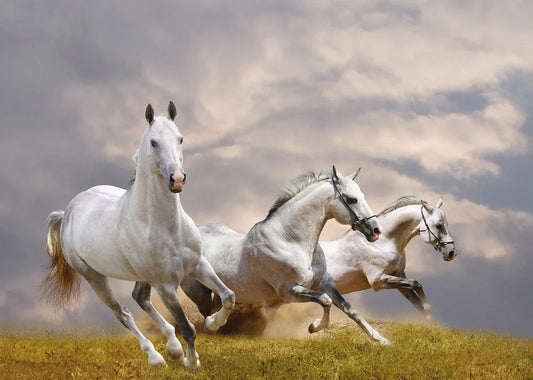 Horses
