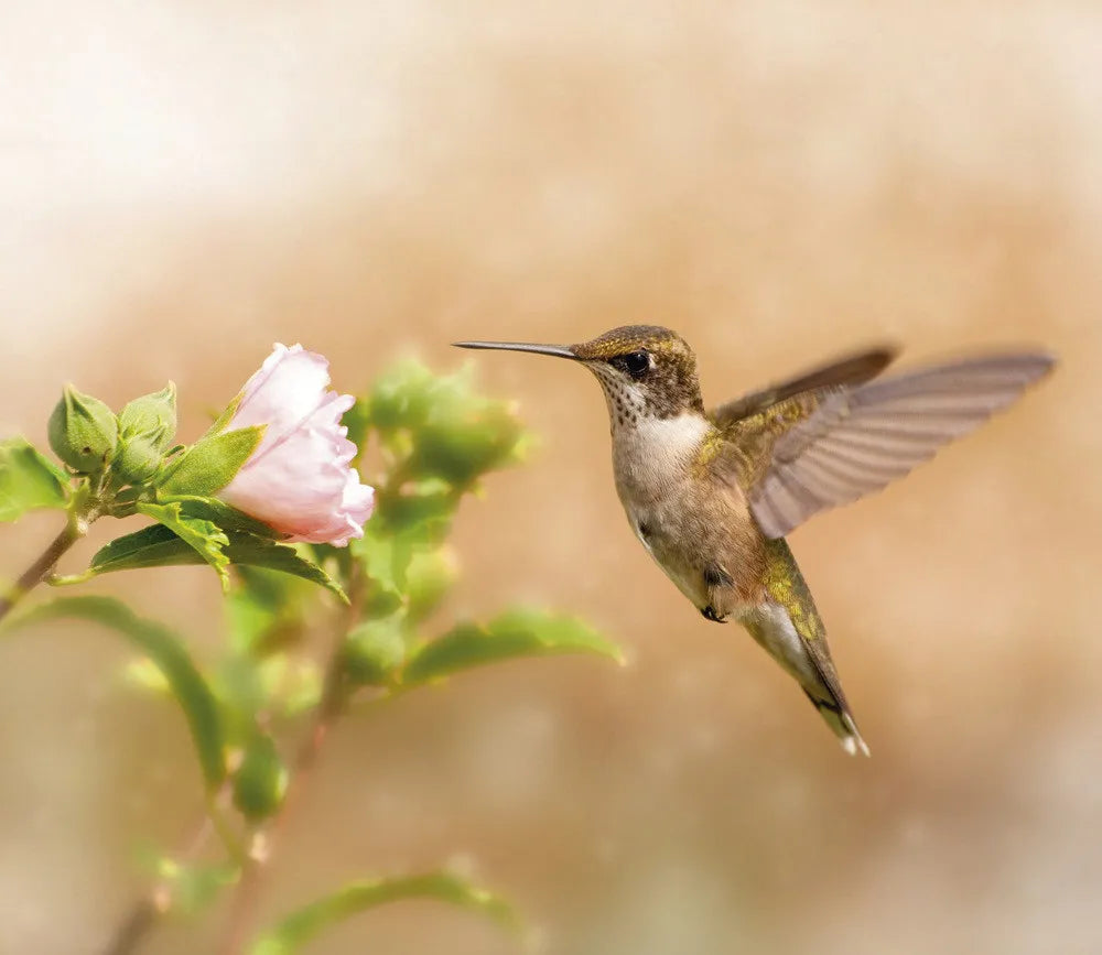 Hummingbird