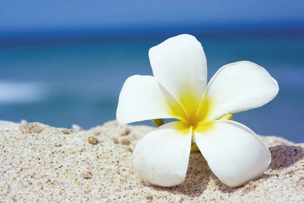 Plumeria