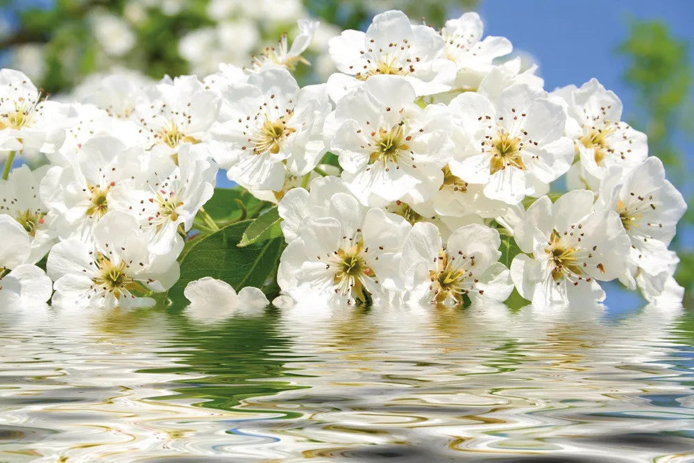 Blossom