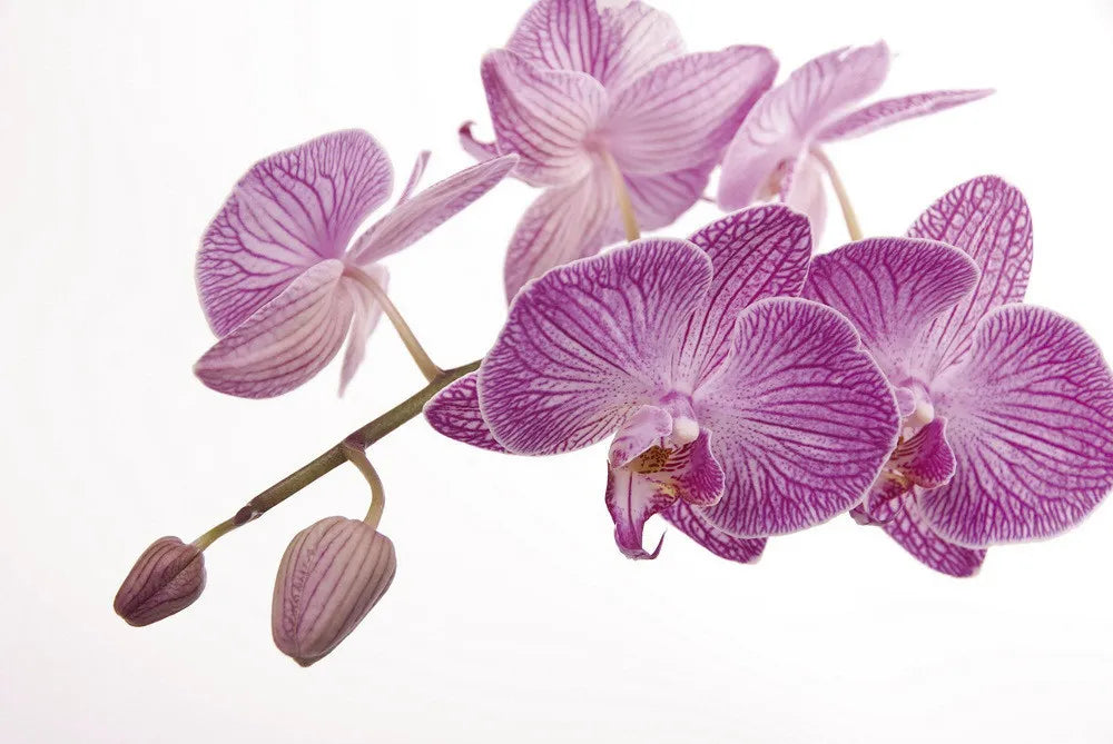 Orchid