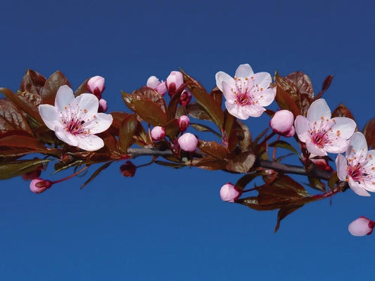 Blossom