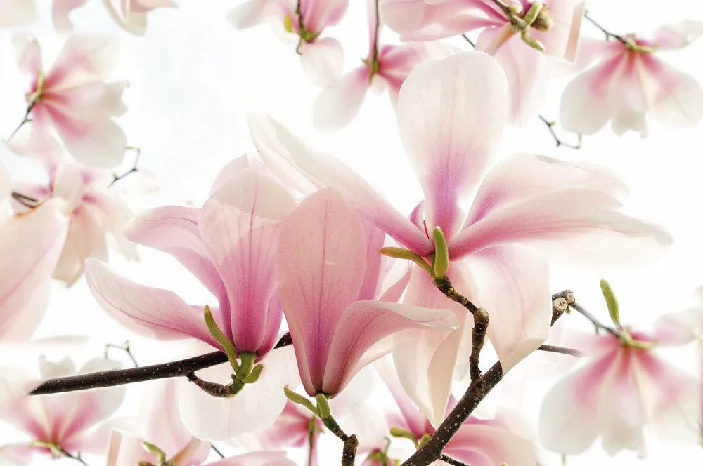 Magnolia