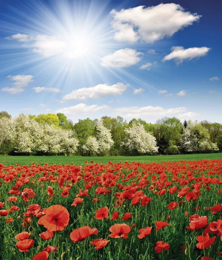 Poppy field
