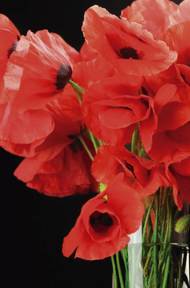 Poppy