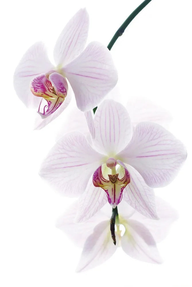 White Orchid