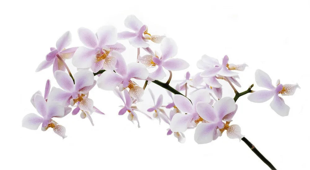 Orchid